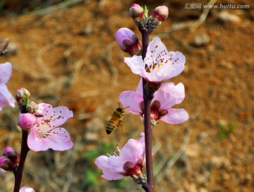 蜜蜂 桃花开