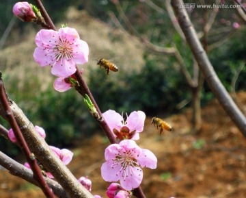 蜜蜂 桃花