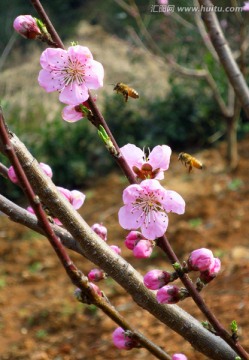 两只蜜蜂 桃花