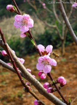 桃花 蜜蜂