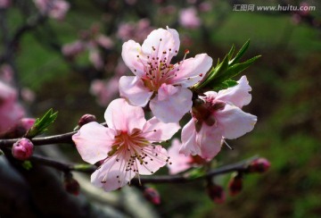 桃花开 桃花特写