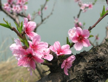 桃花 桃树花开