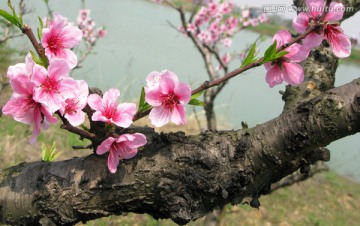 桃树花开 桃花