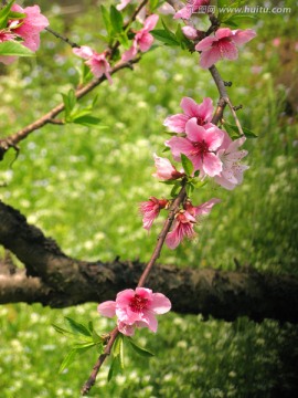 桃花枝