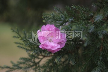 松枝梅花