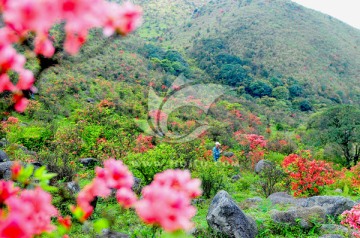 映山红 杜鹃