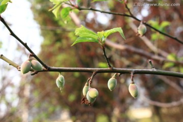 梅花的果子