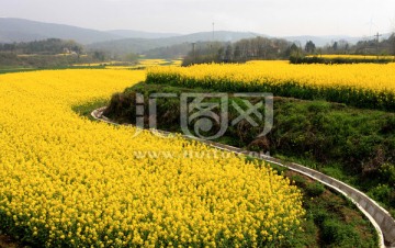 油菜花 春天