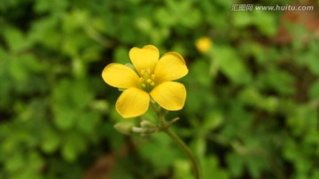 酸浆草花