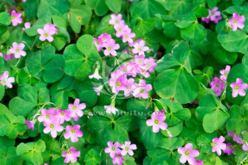 高清 红花酢浆草