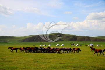 草原牧场蒙古包马群