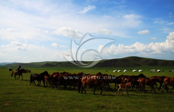 夏季草原上的马群蒙古包