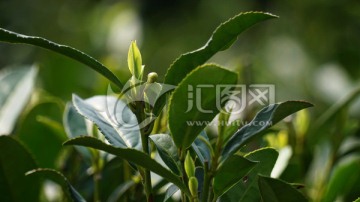 茶叶 茶芽