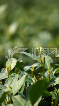 茶叶 茶芽