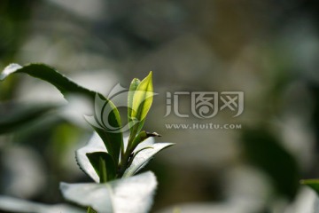 茶叶 茶芽