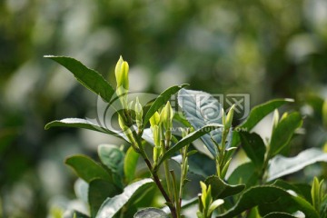 茶叶 茶芽