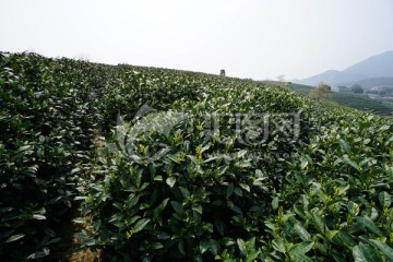 茶园 茶叶