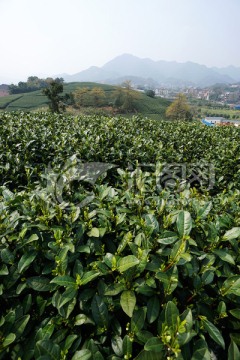 茶叶 茶园