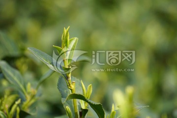 茶叶 茶芽