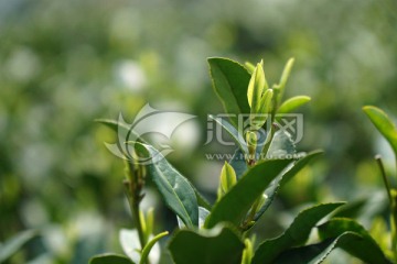 茶叶 茶芽