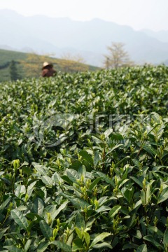 茶叶 茶园
