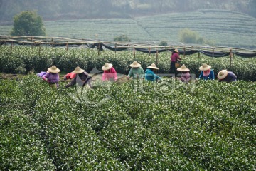 茶叶 采茶