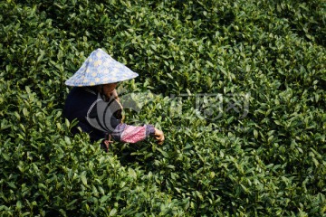 茶叶 采茶