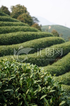 茶园 茶叶