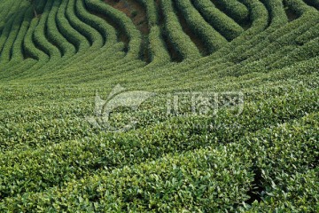 茶园 茶叶