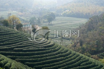 茶园 茶叶