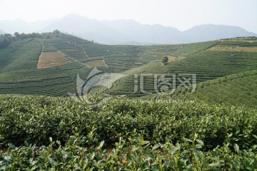 茶园 茶叶