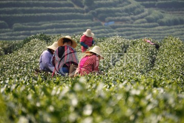 茶园 采茶