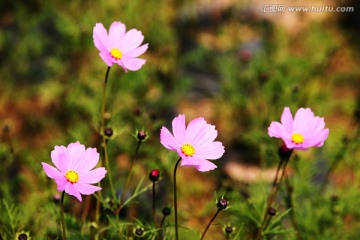 粉色的花 小野花