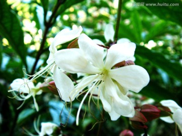 白色花朵 鲜花