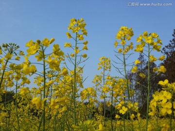 油菜花骄傲盛开迎春光