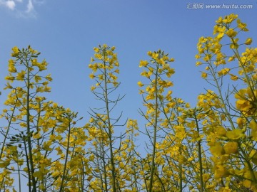 油菜花骄傲盛开迎春光