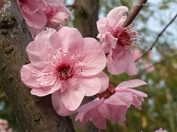 梅花迎春