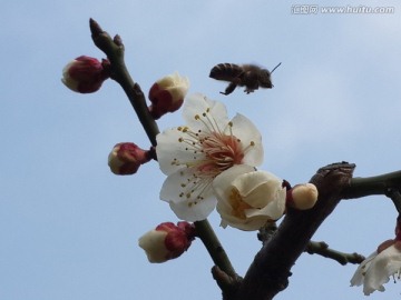 蜜蜂戏梅花