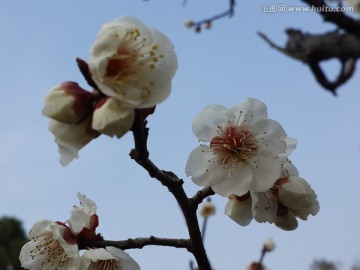 梅花迎春