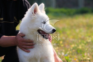 萨摩耶犬