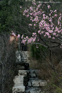 桃花 桃花树 一枝桃花