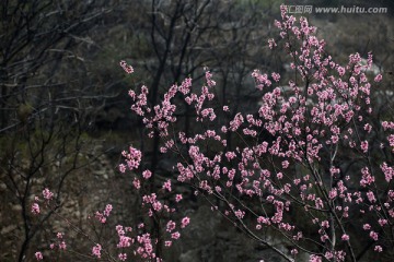 桃花 桃花树 一树桃花