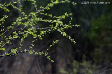 嫩芽 新芽