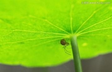 蜘蛛