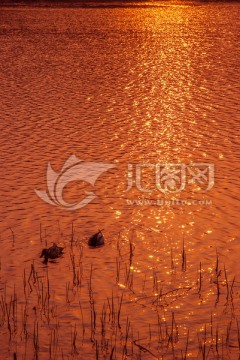 夕阳 池塘