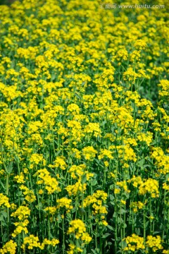 油菜花