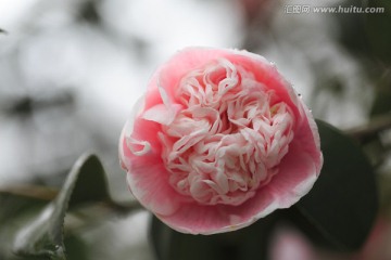 粉色茶花带水珠