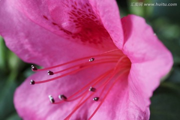 一朵吐露花蕊的映山红