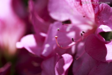 浪漫紫色杜鹃花