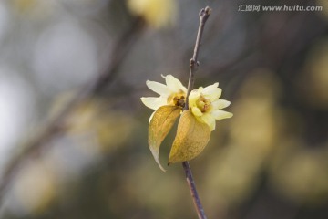 两朵黄色腊梅花和黄叶
